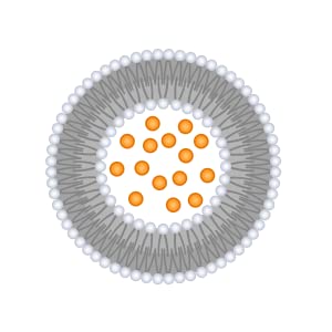 Was bedeutet Liposomales Vitamin C