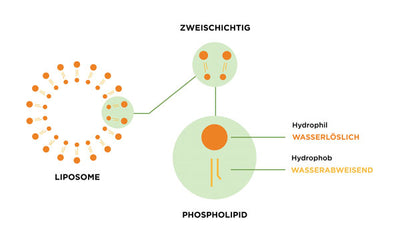 Sind liposome schädlich?